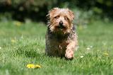NORFOLK TERRIER 081